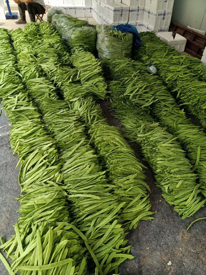 山东商河精品扁青芸豆产地直供高品质鲜扁芸豆