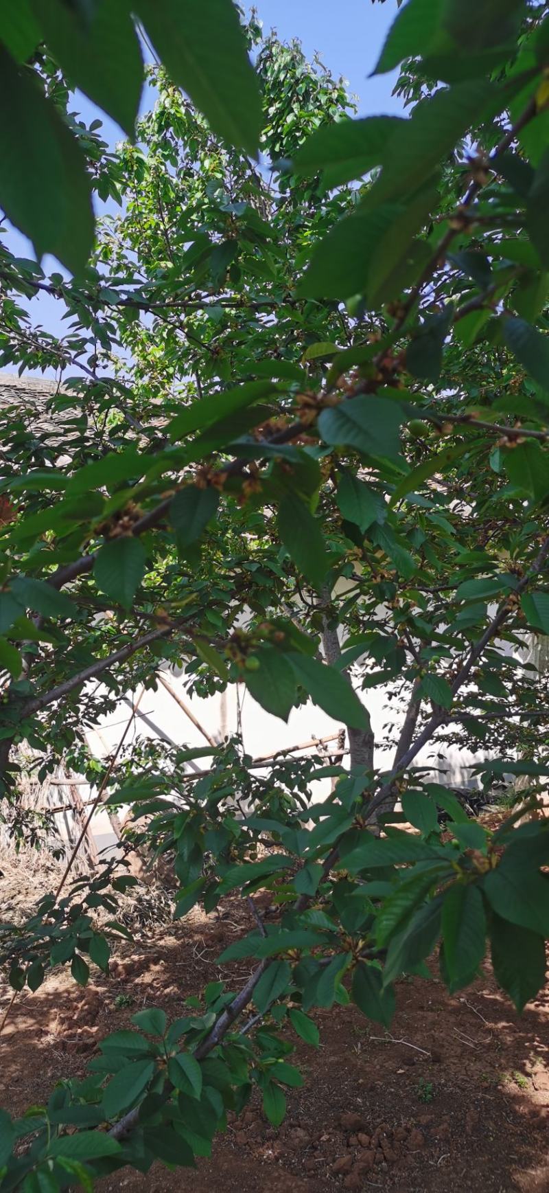 美早车厘子大樱桃树苗免费提供种植技术