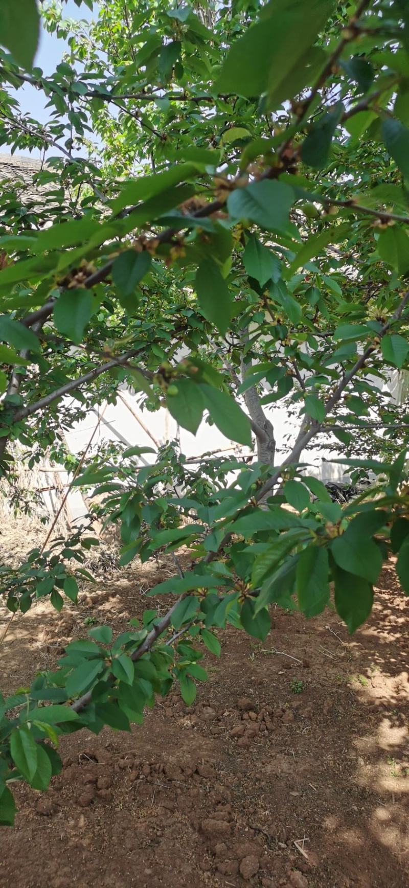 美早车厘子大樱桃树苗免费提供种植技术