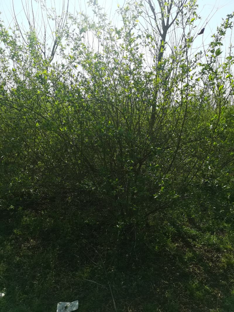 金银木大敦金银木精品金银木苗圃直供