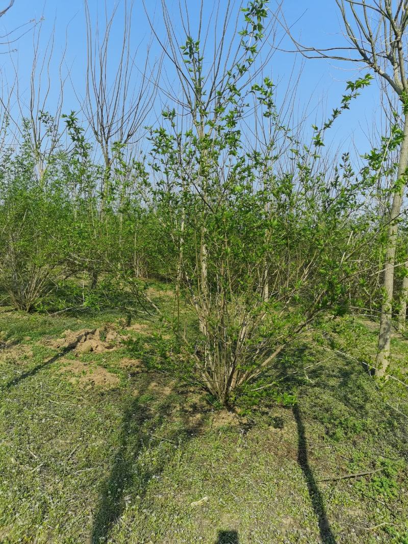 金银木大敦金银木精品金银木苗圃直供