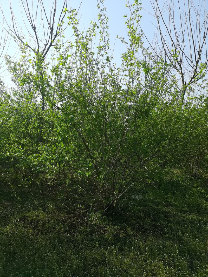金银木大敦金银木精品金银木苗圃直供