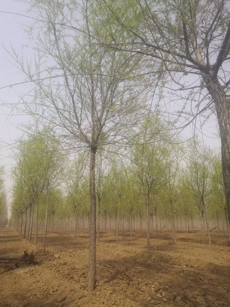 青皮垂柳垂柳苗圃直供可提供苗木检疫正规发票