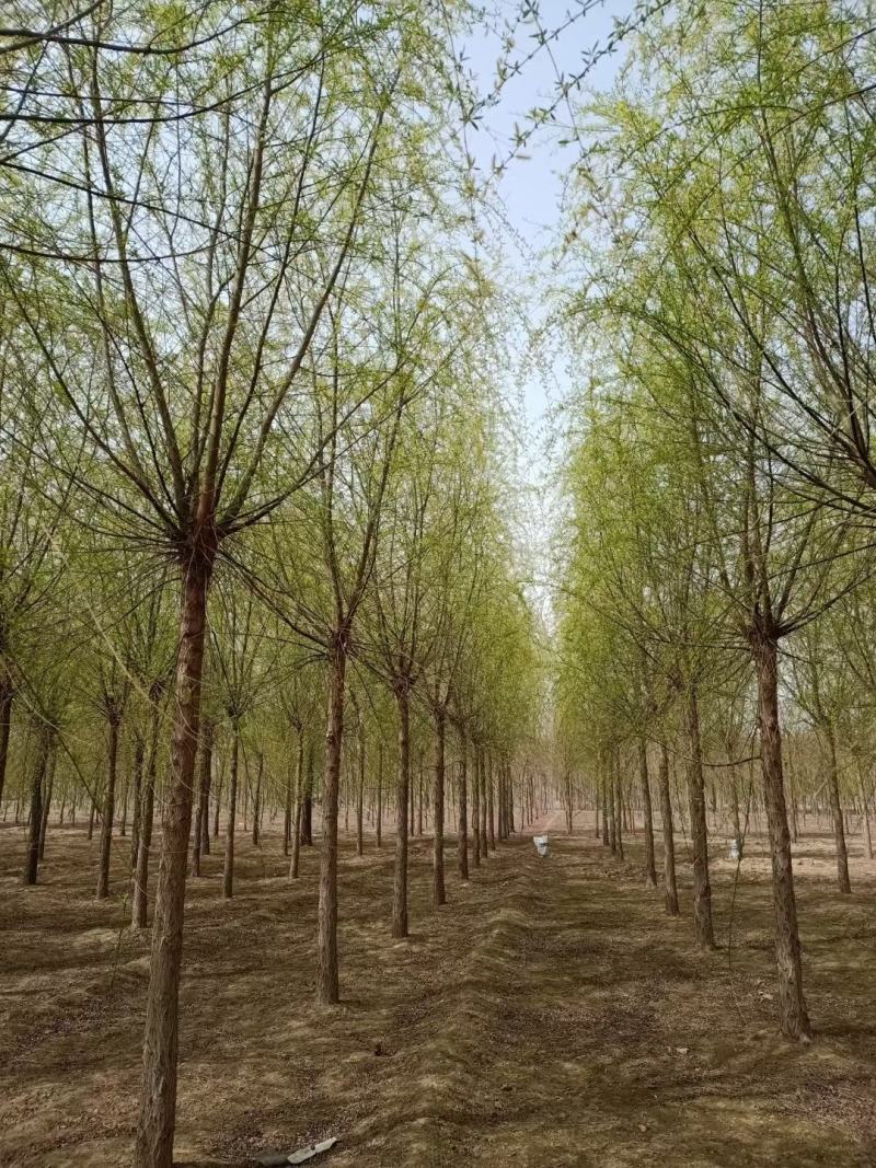 青皮垂柳垂柳苗圃直供可提供苗木检疫正规发票