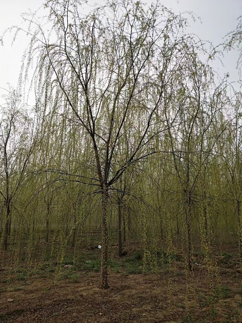 青皮垂柳垂柳苗圃直供可提供苗木检疫正规发票