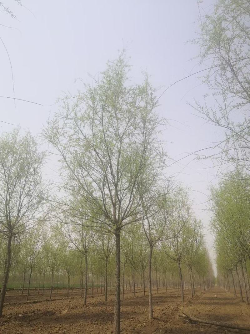 青皮垂柳垂柳苗圃直供可提供苗木检疫正规发票
