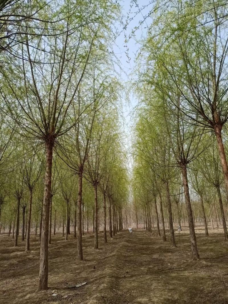 青皮垂柳垂柳苗圃直供可提供苗木检疫正规发票