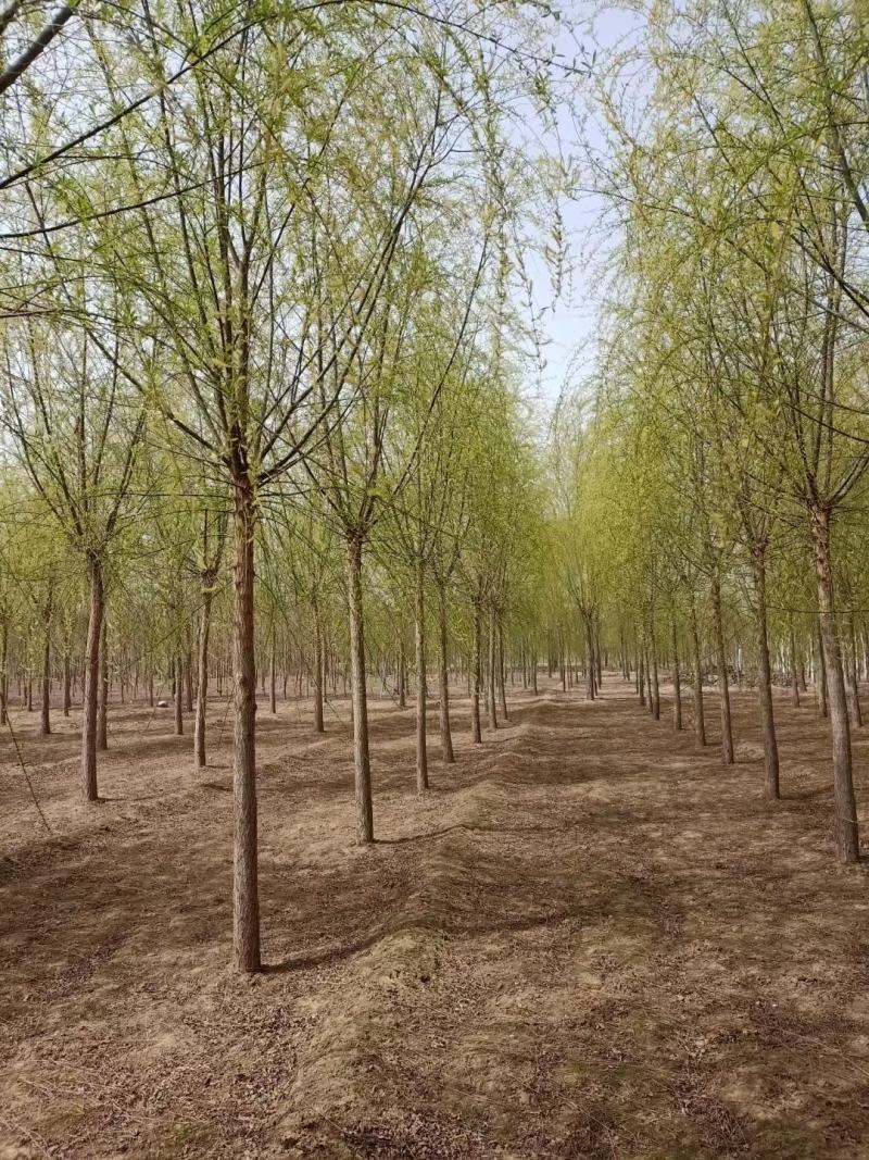 青皮垂柳垂柳苗圃直供可提供苗木检疫正规发票