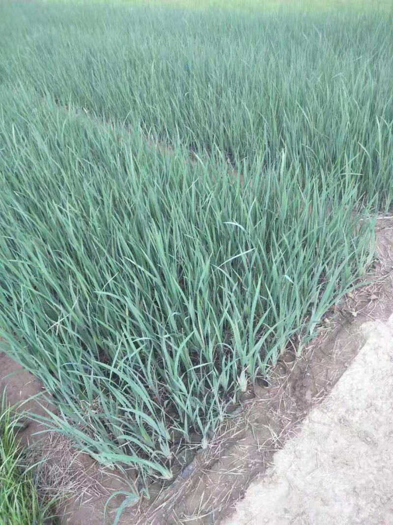 马蔺马莲基地直销山东青州供应各种地被草花绿化苗木