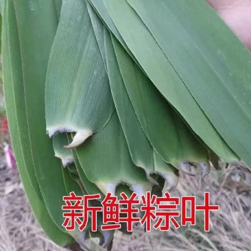 粽叶，芦苇叶全国批发零售6到8公分精品湖南叶子