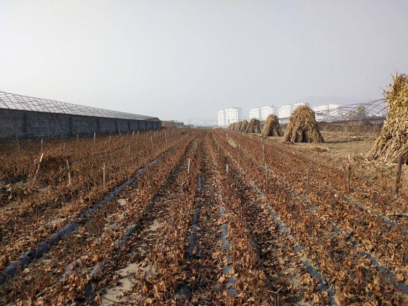 苗农。葡萄苗占地苗，品种全，山葡萄，食用葡萄苗，北冰红双