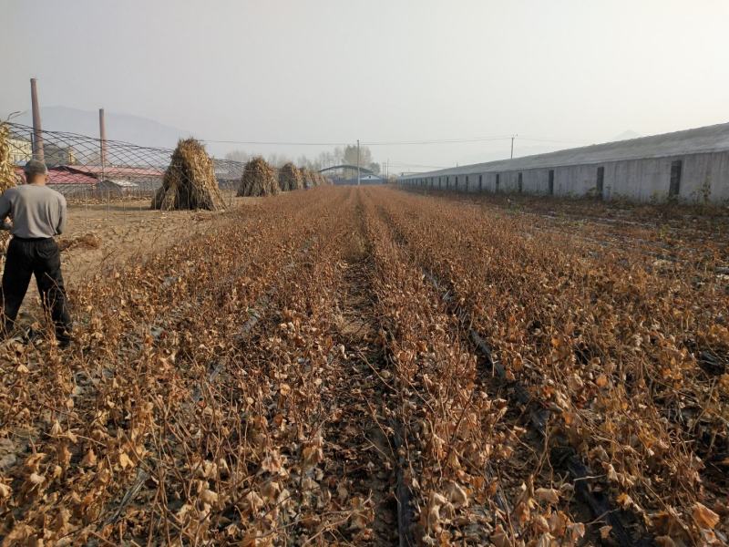 苗农。葡萄苗占地苗，品种全，山葡萄，食用葡萄苗，北冰红双