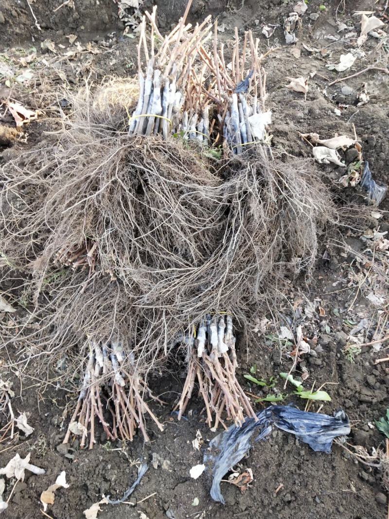 苗农。葡萄苗占地苗，品种全，山葡萄，食用葡萄苗，北冰红双