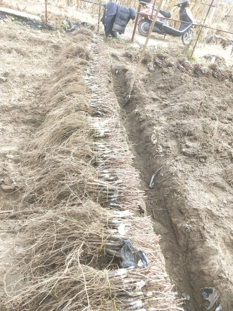苗农。葡萄苗占地苗，品种全，山葡萄，食用葡萄苗，北冰红双