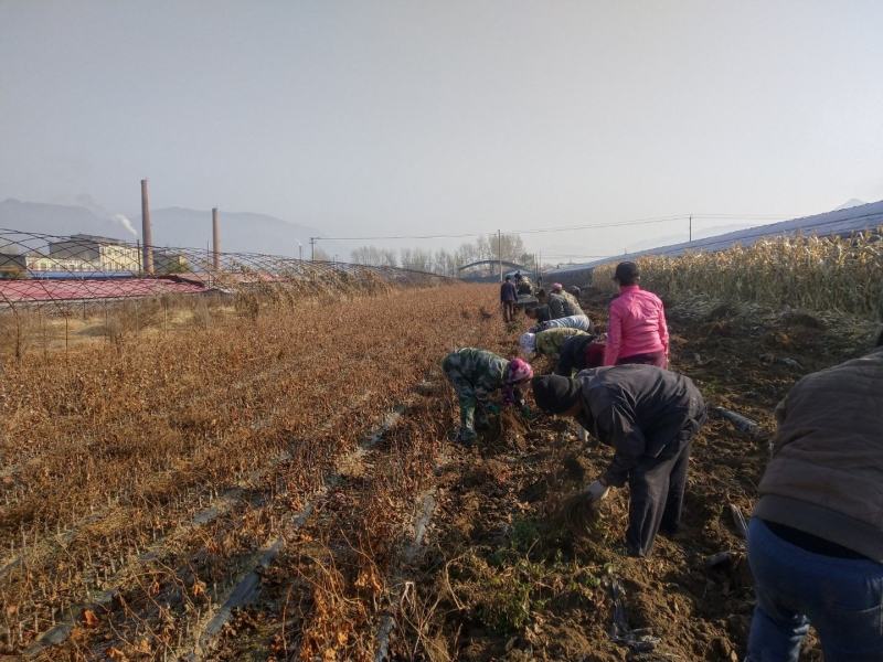 苗农。葡萄苗占地苗，品种全，山葡萄，食用葡萄苗，北冰红双