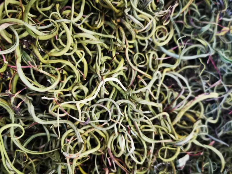 肾精草，小叶化石草，，