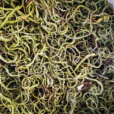 肾精草，小叶化石草，，
