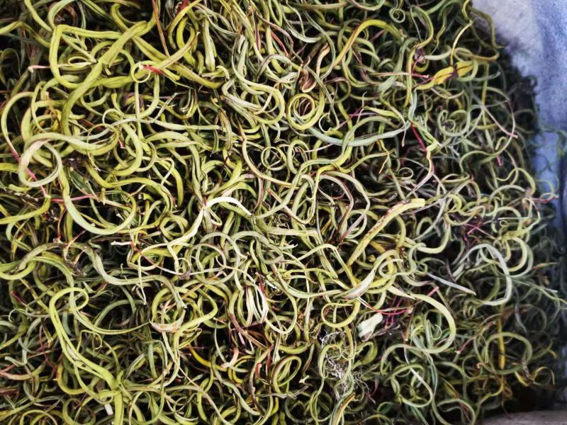 肾精草，小叶化石草，，