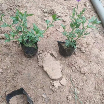 美女樱细叶美女樱基地直销山东供应各种草花绿化苗木