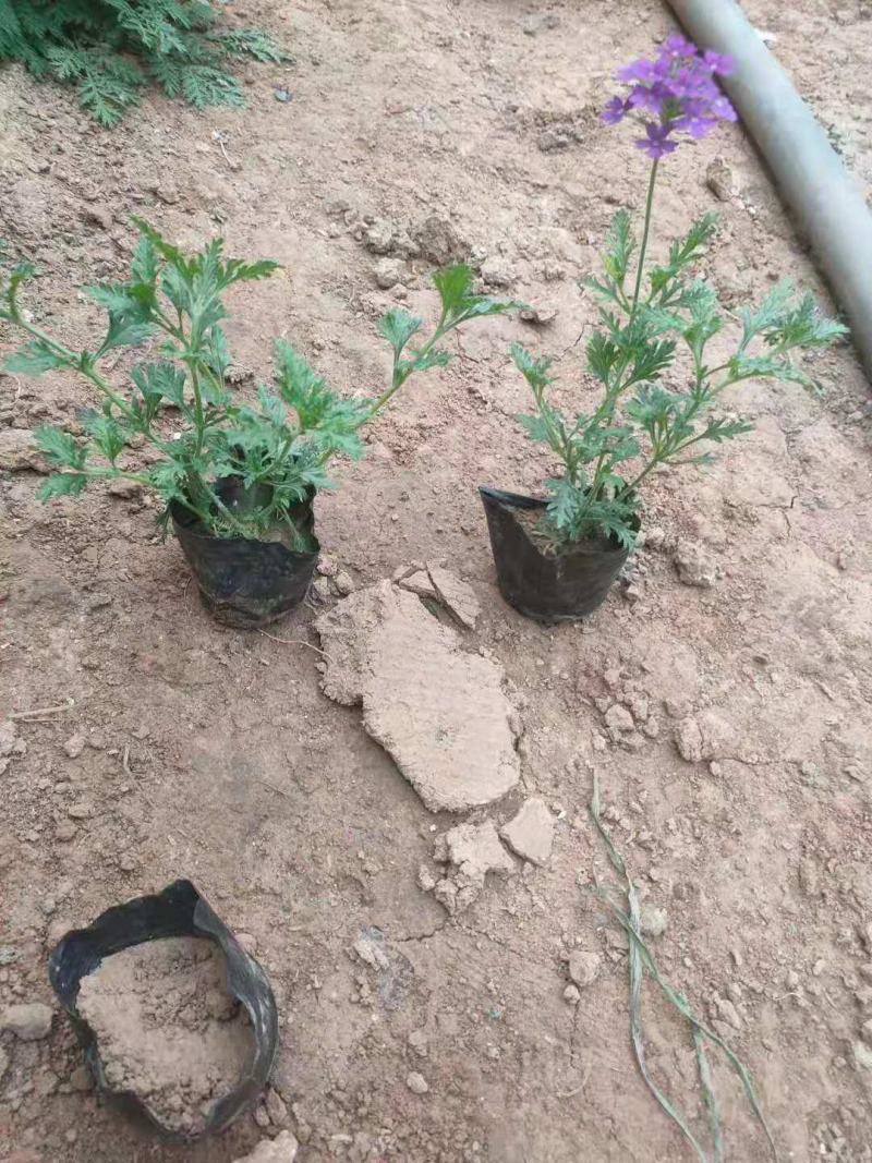 美女樱细叶美女樱基地直销山东供应各种草花绿化苗木