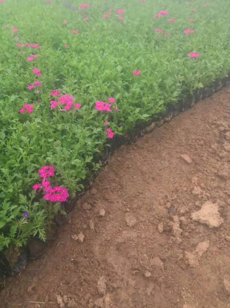 美女樱细叶美女樱基地直销山东供应各种草花绿化苗木