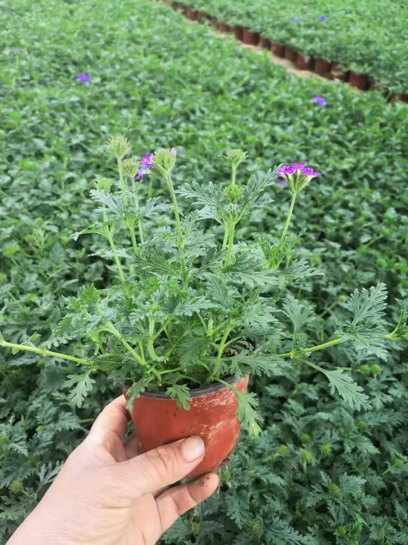 美女樱细叶美女樱基地直销山东供应各种草花绿化苗木