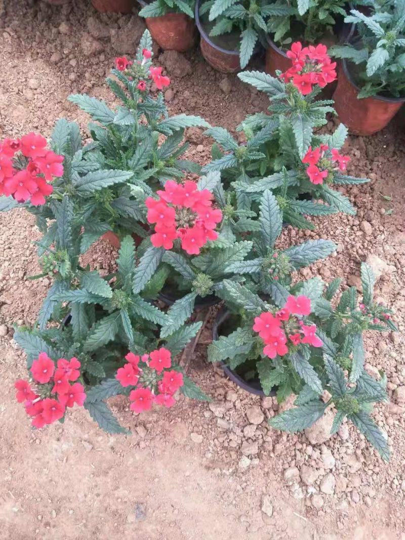 美女樱细叶美女樱基地直销山东供应各种草花绿化苗木