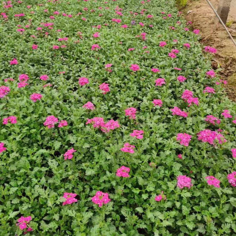 美女樱细叶美女樱基地直销山东供应各种草花绿化苗木