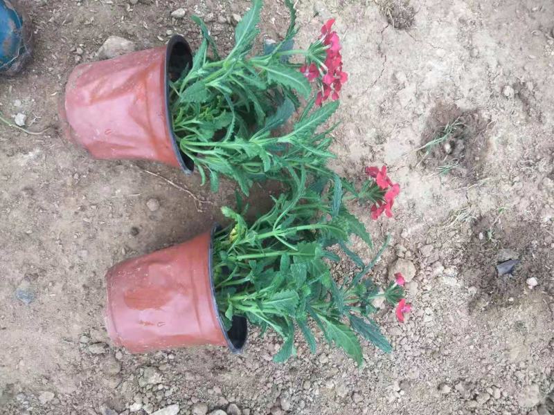 美女樱细叶美女樱基地直销山东供应各种草花绿化苗木