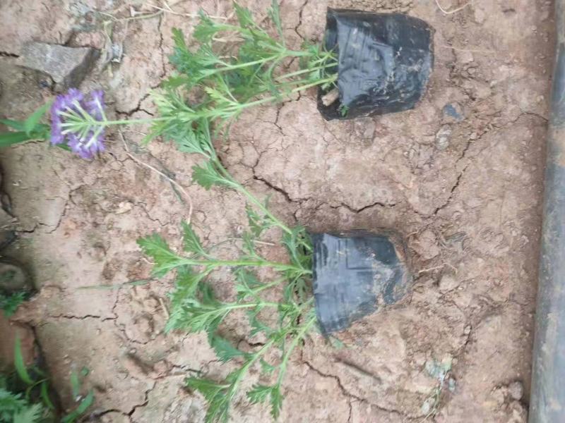 美女樱细叶美女樱基地直销山东供应各种草花绿化苗木