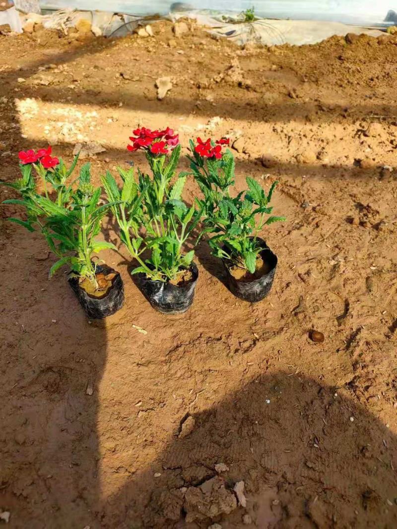美女樱细叶美女樱基地直销山东供应各种草花绿化苗木