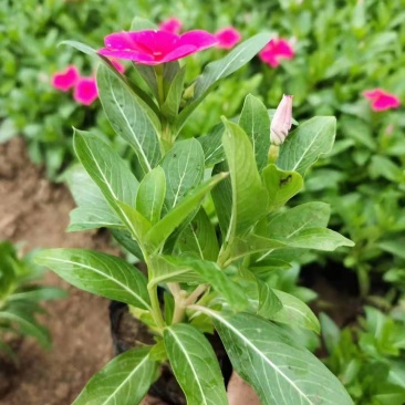 长春花天天开基地直销山东青州供应各种时令花卉绿化苗木