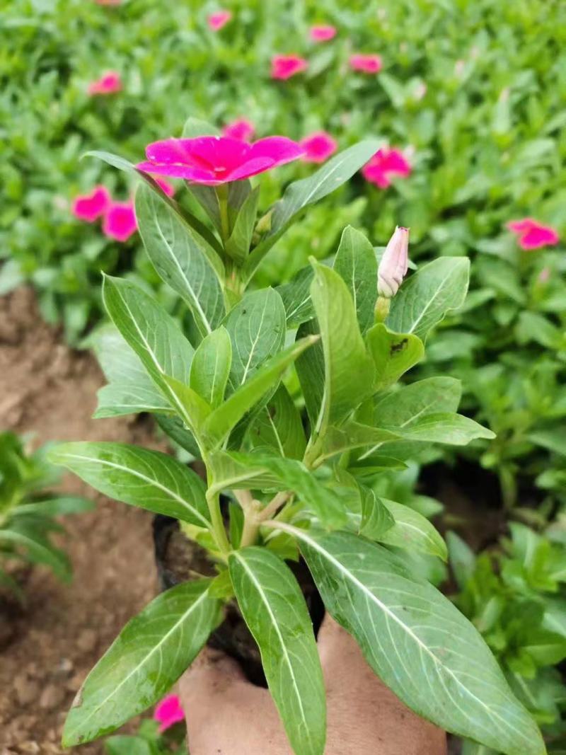 长春花天天开基地直销山东青州供应各种时令花卉绿化苗木