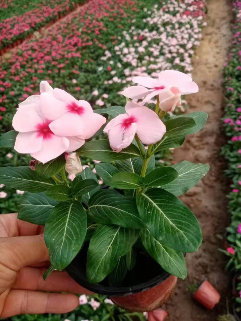 长春花天天开基地直销山东青州供应各种时令花卉绿化苗木