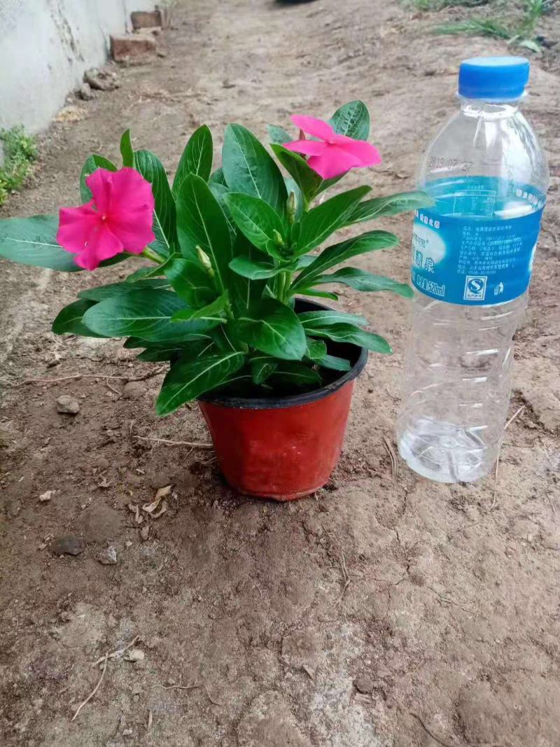 长春花天天开基地直销山东青州供应各种时令花卉绿化苗木