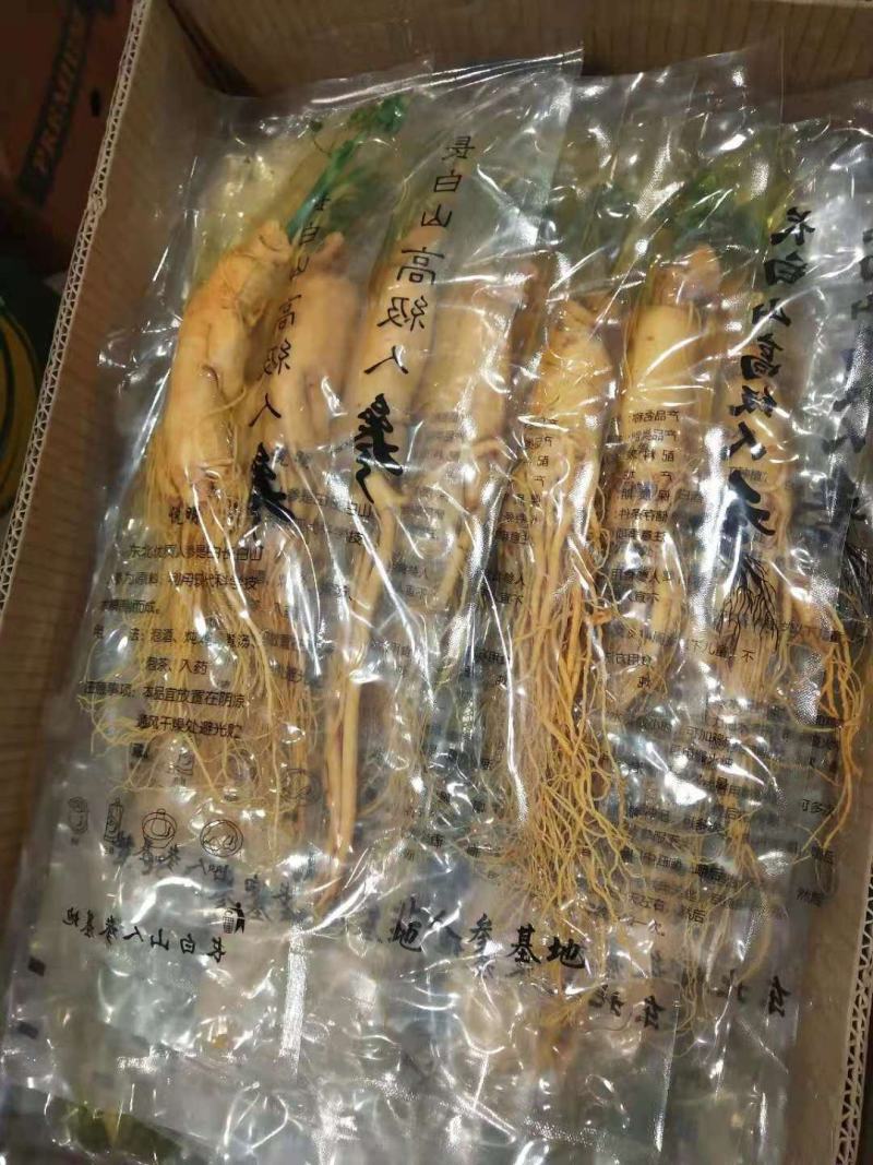 长白山人参，保鲜参，产地批发零售，长年供应