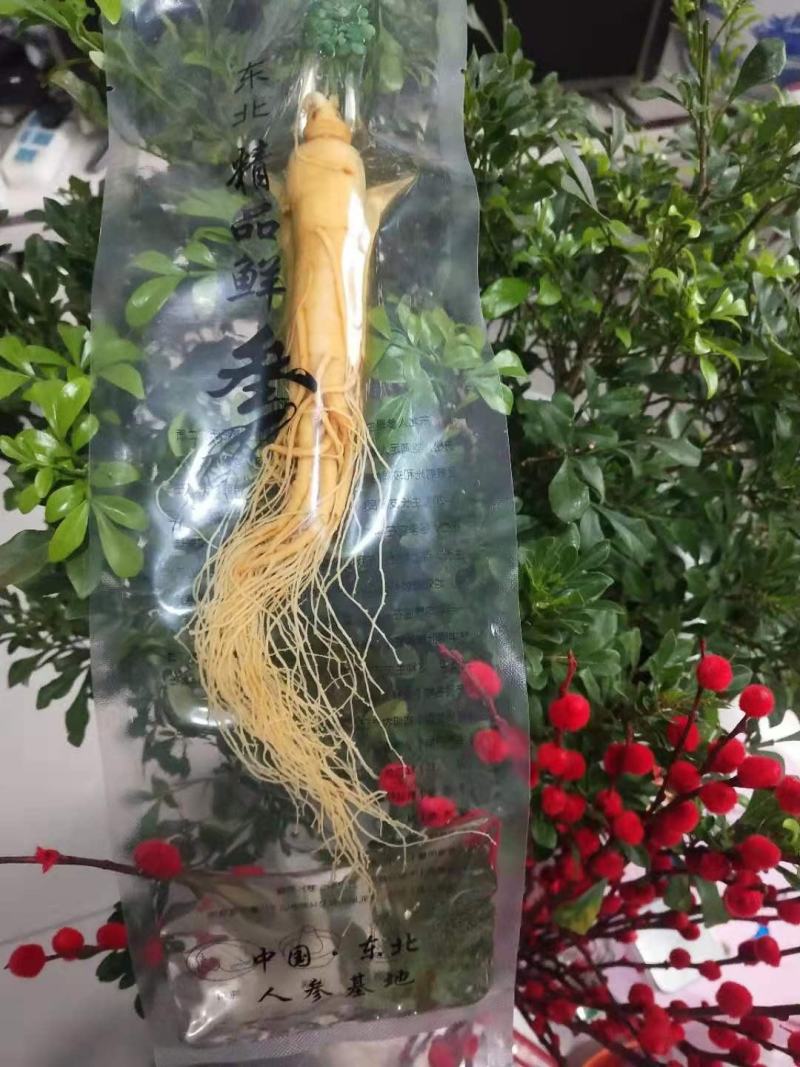 长白山人参，保鲜参，产地批发零售，长年供应