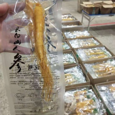 长白山人参，保鲜参，产地批发零售，长年供应