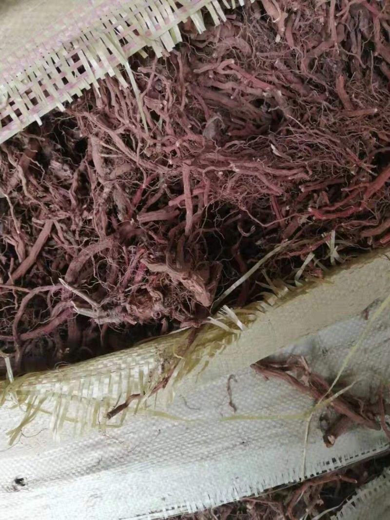 丹参干货，山东日照的一手货源，