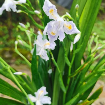 蝴蝶花莺尾野生现挖现卖保质保量（全国发货）