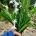 蝴蝶花莺尾野生现挖现卖保质保量（全国发货）