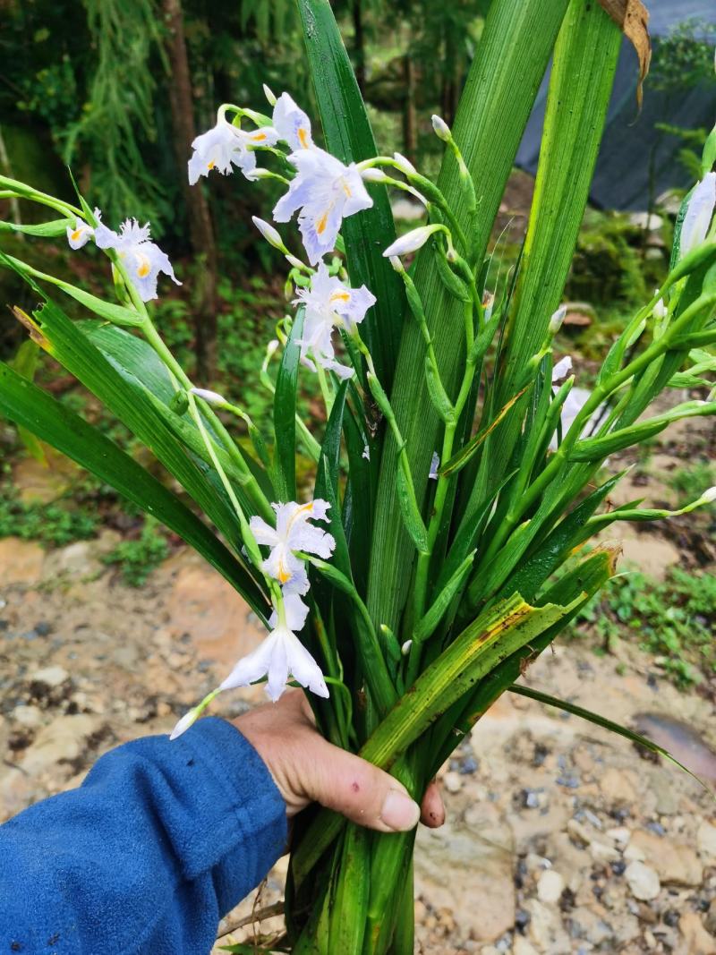 蝴蝶花莺尾野生现挖现卖保质保量（全国发货）