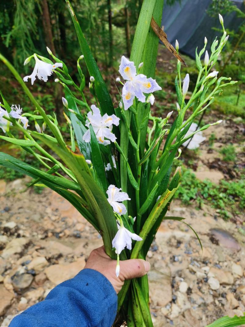 蝴蝶花莺尾野生现挖现卖保质保量（全国发货）