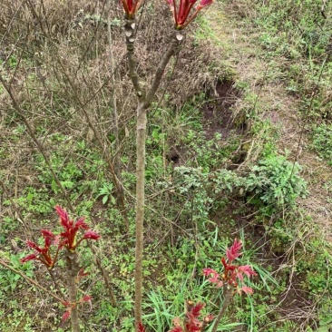 山东优质香椿芽大量上市对接全国客商支持一件代发，电商等