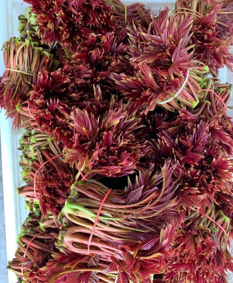 山东优质香椿芽大量上市对接全国客商支持一件代发，电商等
