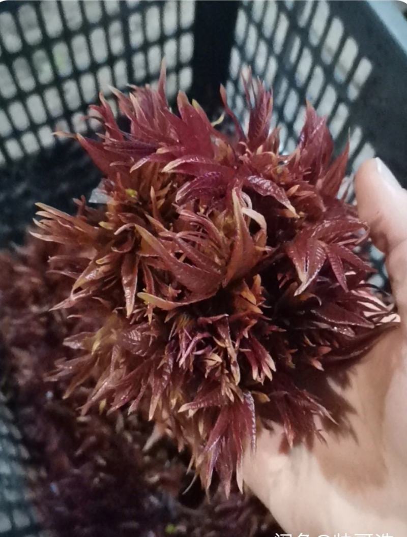 山东优质香椿芽大量上市对接全国客商支持一件代发，电商等