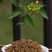 新茶武夷山｛全单芽黄芽金骏眉红茶高山原味嫩芽黄蜜香500克茶