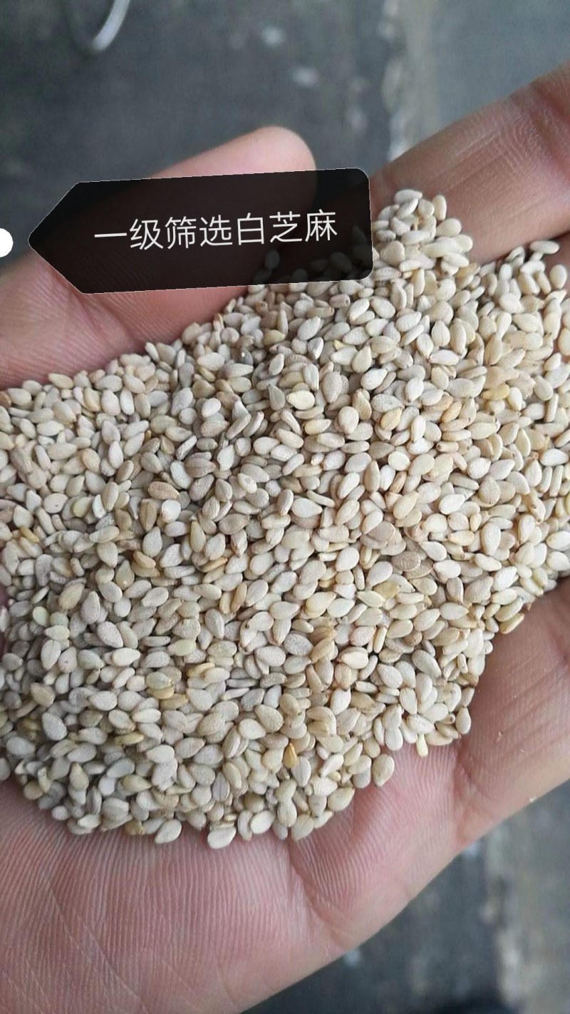 一级生白芝麻无杂质无沙石榨油专用磨酱熟芝麻出油率高
