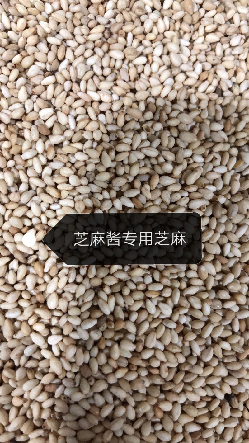 一级生白芝麻无杂质无沙石榨油专用磨酱熟芝麻出油率高
