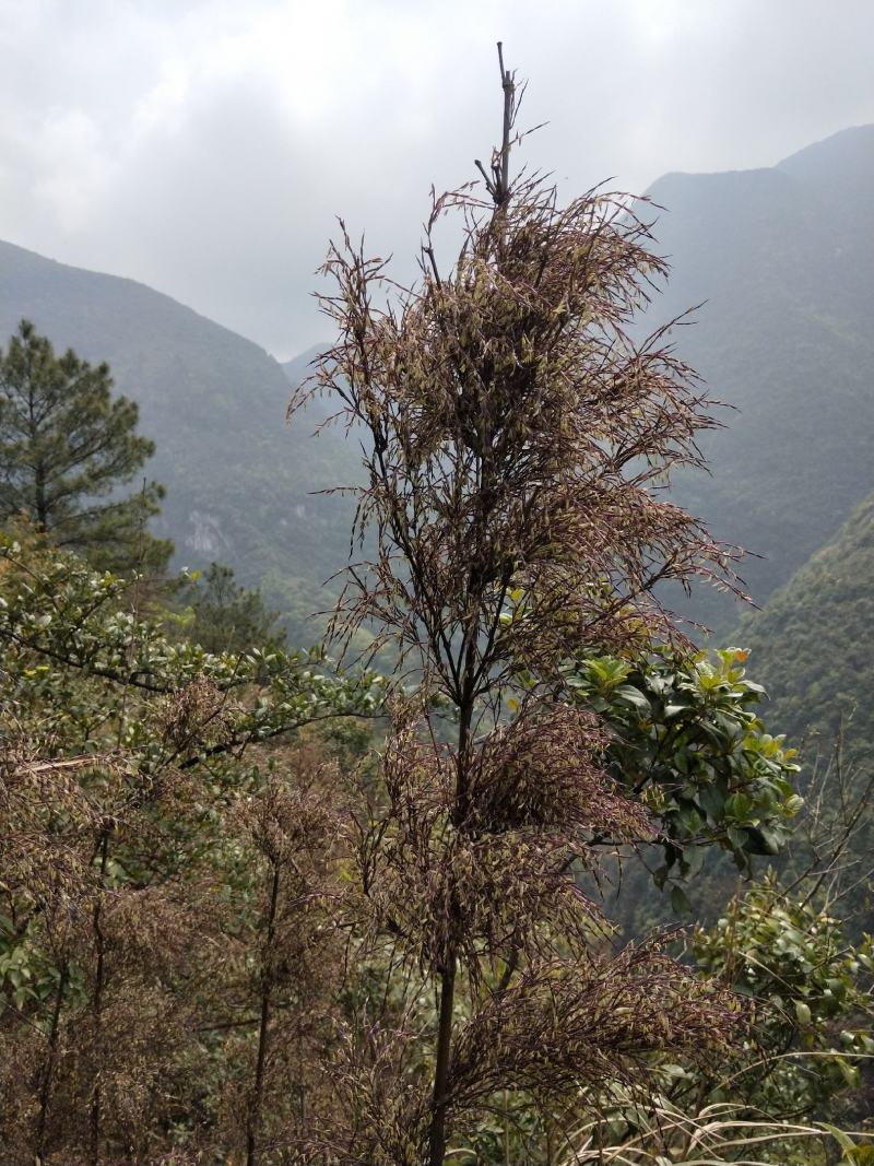 竹类植物，刺竹种子。刺竹苗。